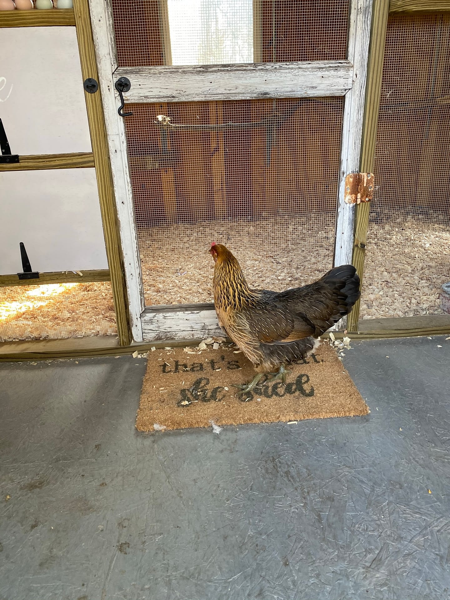 chicken predators